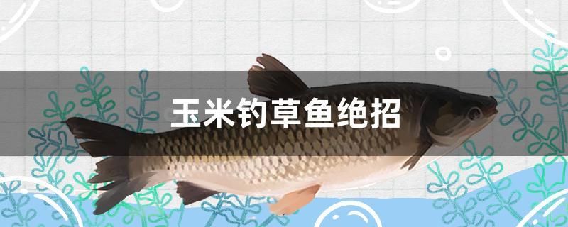 石家莊清洗魚缸服務(wù)公司有哪些（石家莊魚缸定做廠家電話） 其他品牌魚缸