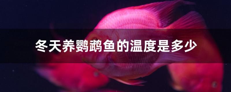 冬天養(yǎng)鸚鵡魚的溫度是多少 海象魚 第1張