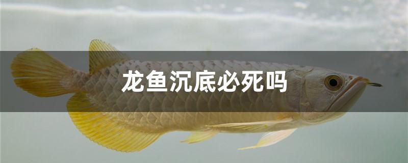 龍魚沉底必死嗎