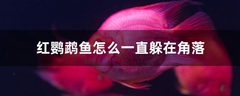 紅鸚鵡魚怎么一直躲在角落 財(cái)神鸚鵡魚 第1張