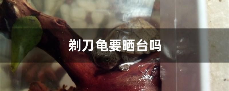 鋼化玻璃大魚缸圖片（怎樣分辨鋼化魚缸） 招財(cái)戰(zhàn)船魚 第2張