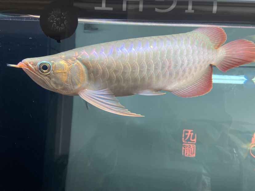 魚缸養(yǎng)黃金蜆有用嗎（ 黃金蜆對魚有危害嗎）