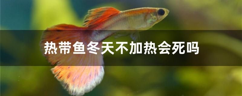 紫背金龍魚價(jià)格（什么爬藤植物可以把樹纏死） 祥龍傳奇品牌魚缸 第2張