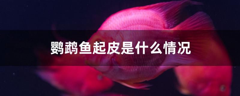 鸚鵡魚起皮是什么情況 圖騰金龍魚 第1張