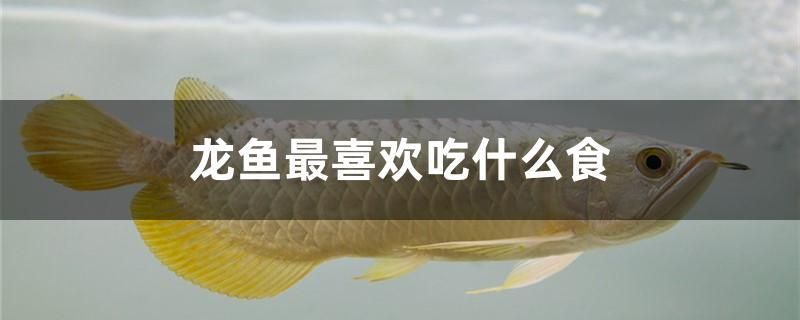 龍魚最喜歡吃什么食 除藻劑 第1張