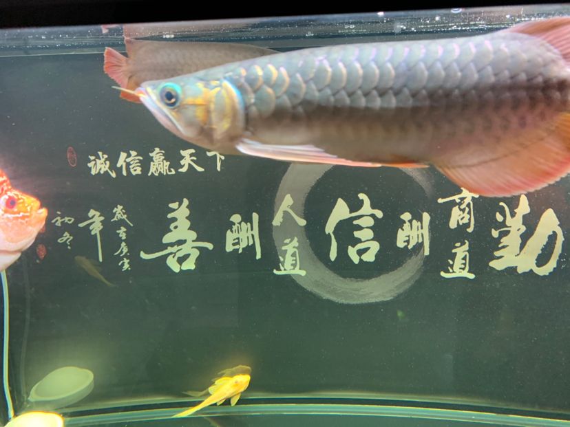 3克鉛墜用多大的漂子 七紋巨鯉魚 第2張