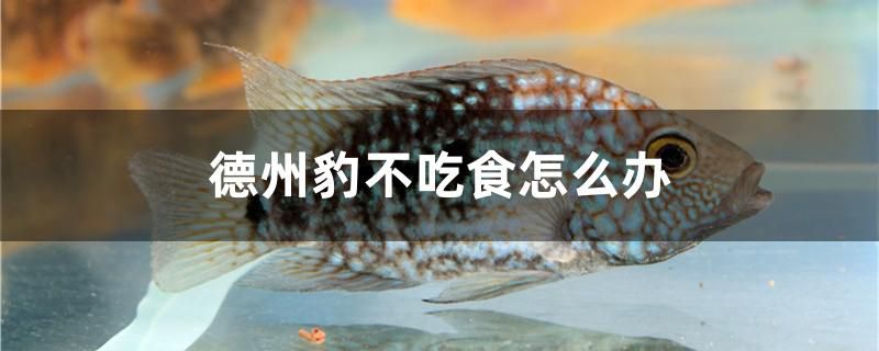 德州豹不吃食怎么辦 哥倫比亞巨暴魚(yú)苗 第1張