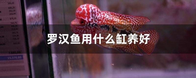 羅漢魚用什么缸養(yǎng)好