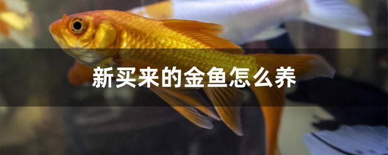 已經(jīng)差不多50選1了，估計(jì)最后能到百里挑一 觀賞魚論壇 第1張