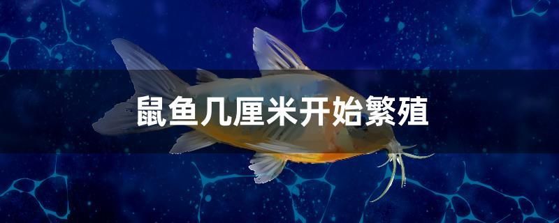 鼠魚幾厘米開始繁殖