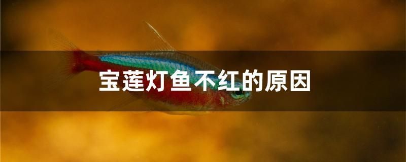 寶蓮燈魚不紅的原因 朱巴利魚苗 第1張