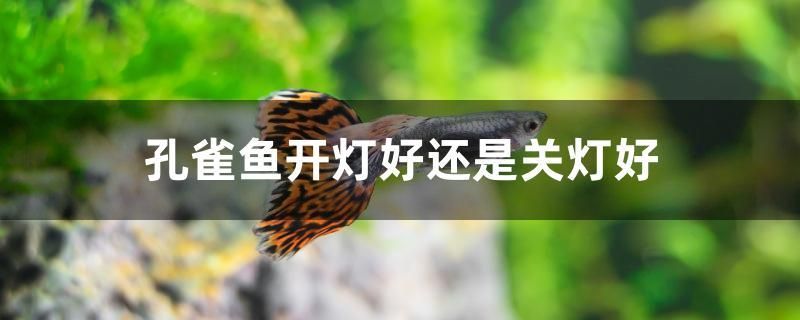 孔雀魚開燈好還是關(guān)燈好 招財戰(zhàn)船魚 第1張