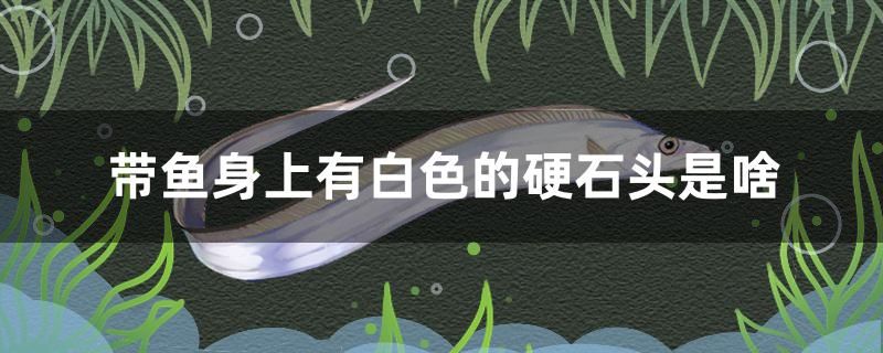 帶魚身上有白色的硬石頭是啥 蘇虎苗（蘇門答臘虎魚苗） 第1張