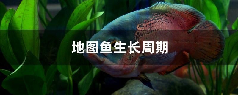 地圖魚生長(zhǎng)周期 三色錦鯉魚 第1張