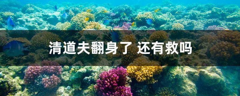 清道夫翻身了 還有救嗎 印尼三紋虎 第1張