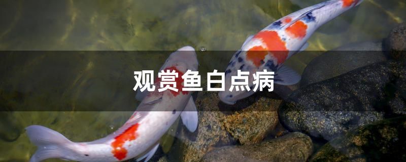 觀賞魚白點(diǎn)病怎么治 黑帝王魟魚 第1張