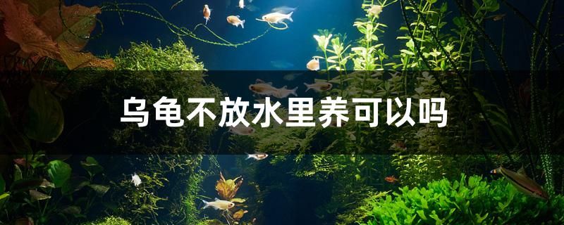 烏龜不放水里養(yǎng)可以嗎 綠皮皇冠豹魚 第1張