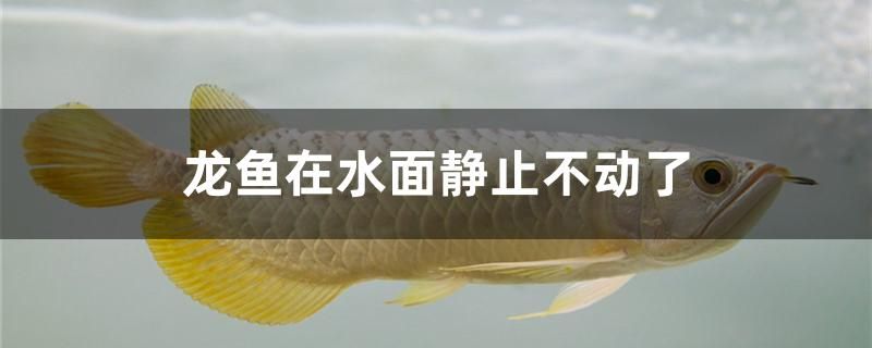 龍魚在水面靜止不動(dòng)了是什么原因 馬拉莫寶石魚苗 第1張