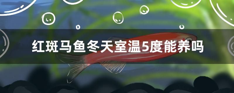 紅斑馬魚冬天室溫5度能養(yǎng)嗎 泰國虎魚（泰虎） 第1張