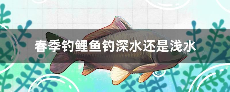 春季釣鯉魚釣深水還是淺水 觀賞魚進(jìn)出口 第1張