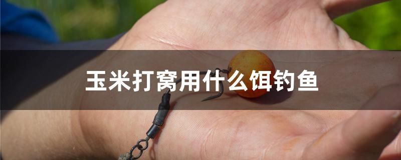 玉米打窩用什么餌釣魚 二氧化碳設備 第1張