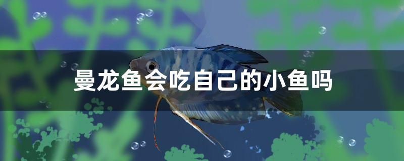 曼龍魚(yú)會(huì)吃自己的小魚(yú)嗎 古典過(guò)背金龍魚(yú) 第1張