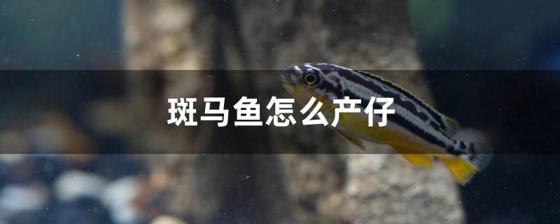 斑馬魚(yú)怎么產(chǎn)仔 印尼紅龍魚(yú) 第1張