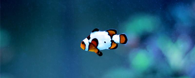 小丑魚可以變性別嗎如何辨別它們的性別 水族展會 第1張