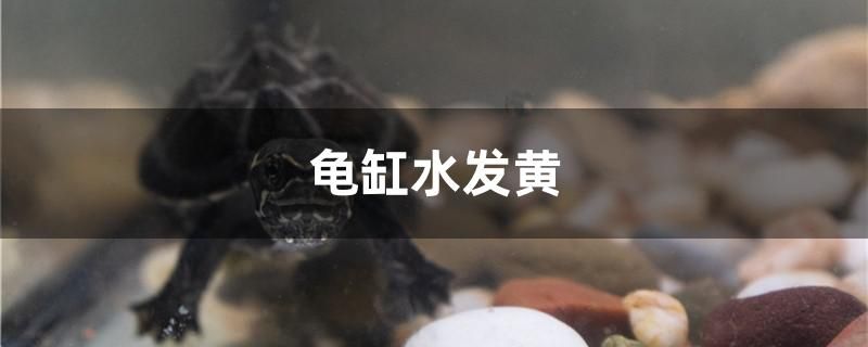 龜缸水發(fā)黃怎么辦 帝王迷宮魚 第1張