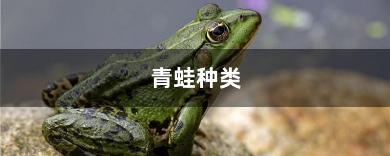 青蛙種類有幾種 龍魚專用燈 第1張