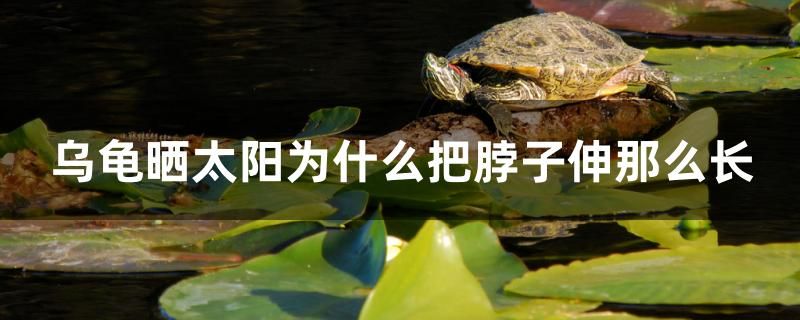 烏龜曬太陽(yáng)為什么把脖子伸那么長(zhǎng)