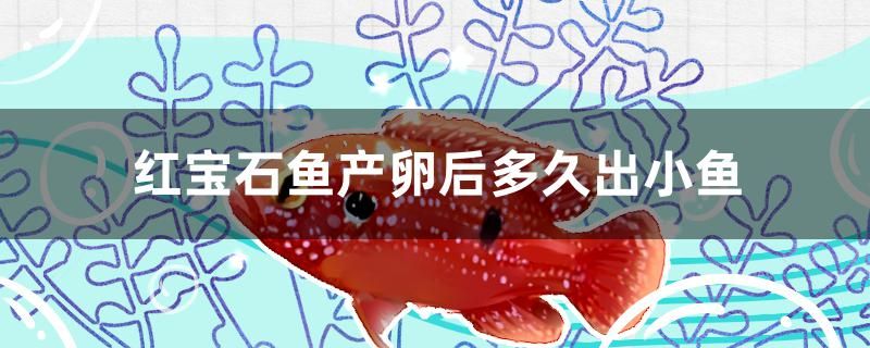 紅寶石魚產(chǎn)卵后多久出小魚