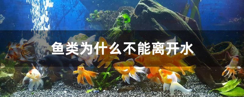 魚(yú)類(lèi)為什么不能離開(kāi)水 鐵甲武士 第1張