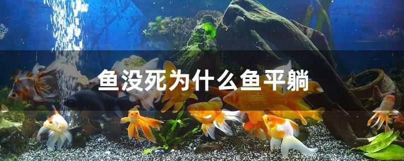 魚沒死為什么魚平躺