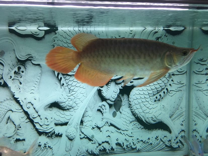 汕頭二手魚缸市場(chǎng)在哪里賣（上海酒店魚缸哪家好） 熊貓異形魚L46 第2張