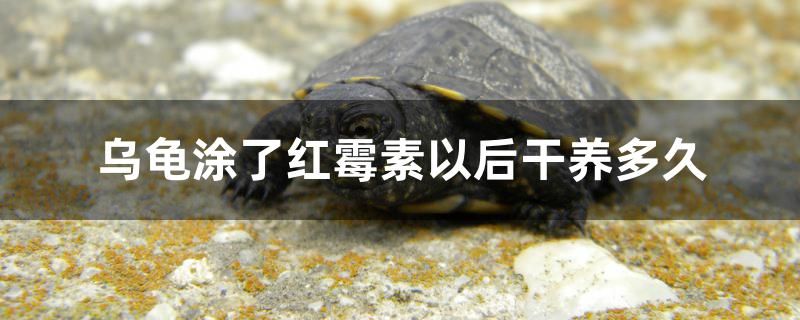 烏龜涂了紅霉素以后干養(yǎng)多久 黃金斑馬魚 第1張