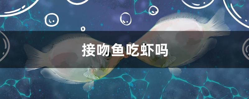 接吻魚吃蝦嗎 白條過背金龍魚 第1張