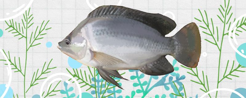 羅非魚是海魚還是河魚可以養(yǎng)殖嗎 2024第28屆中國國際寵物水族展覽會CIPS（長城寵物展2024 CIPS） 第1張