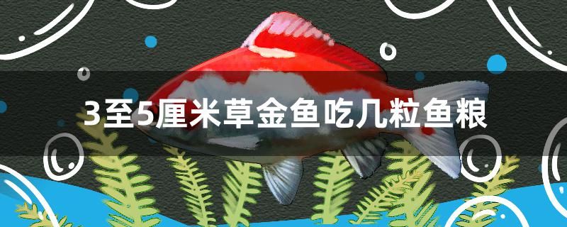 3至5厘米草金魚吃幾粒魚糧 賽級(jí)紅龍魚 第1張