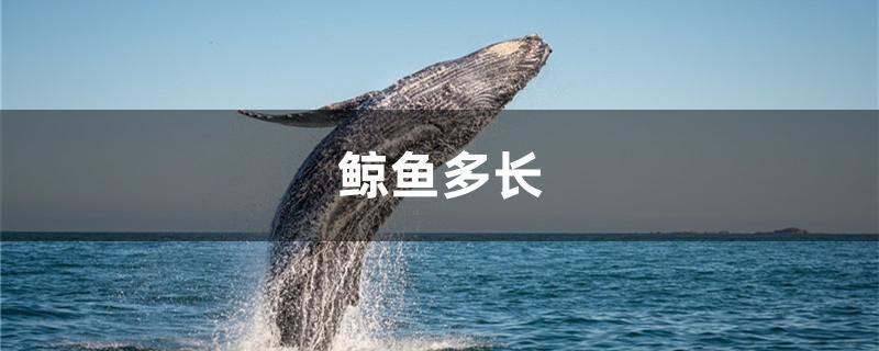 鯨魚(yú)多長(zhǎng) 紅眼黃化幽靈火箭魚(yú)|皇家火箭魚(yú) 第1張