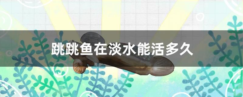 跳跳魚在淡水能活多久 魚缸風(fēng)水 第1張