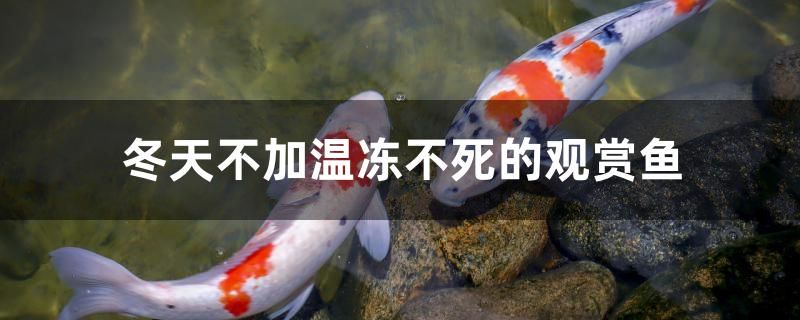 冬天不加溫凍不死的觀賞魚有哪些 馬來西亞咖啡 第1張