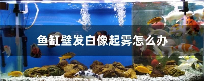 魚(yú)缸壁發(fā)白像起霧怎么辦 黃金河虎魚(yú) 第1張