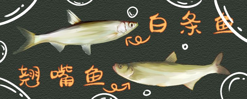 白條魚和翹嘴魚有什么區(qū)別可以混養(yǎng)嗎 星點(diǎn)金龍魚 第1張