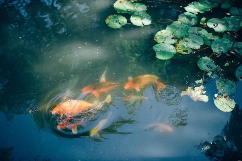 最小的紅龍魚(yú)苗多少錢一條啊視頻大全 紅龍最小得多大魚(yú)缸 廣州水族器材濾材批發(fā)市場(chǎng)