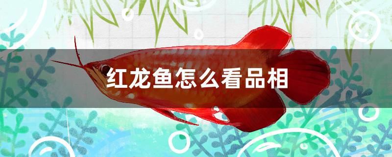 紅龍魚怎么看品相 紅眼黃化幽靈火箭魚|皇家火箭魚 第1張