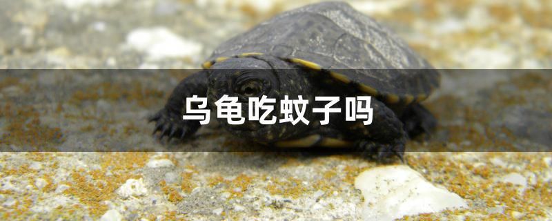 烏龜吃蚊子嗎