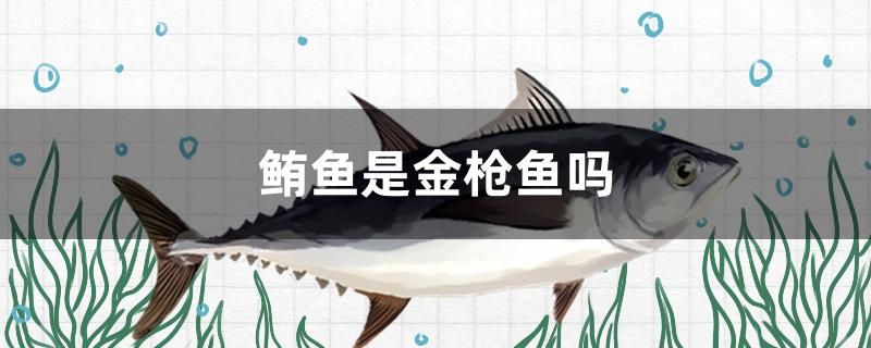 鮪魚是金槍魚嗎 龍魚百科 第1張