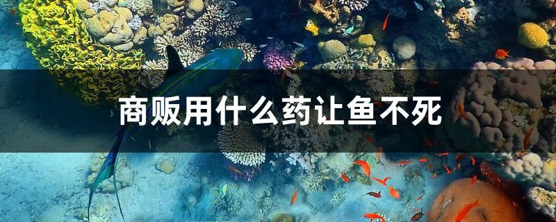 商販用什么藥讓魚不死