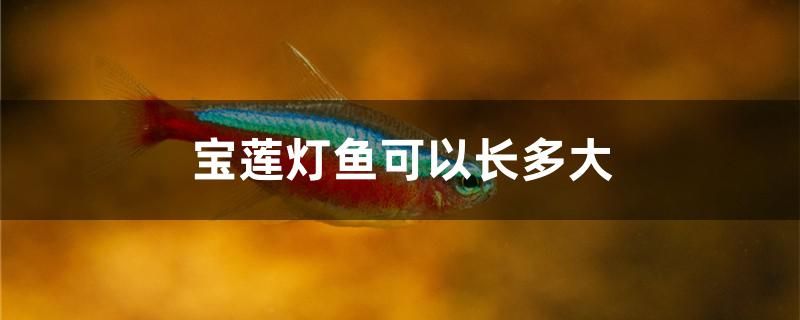 寶蓮燈魚可以長多大